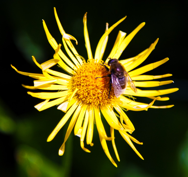 Bee is for Bokeh