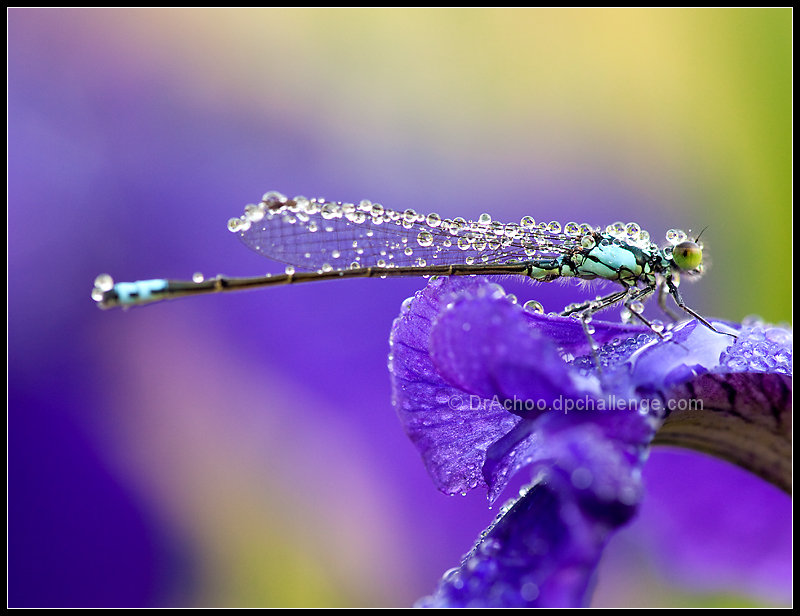 Dewdrop Damsel