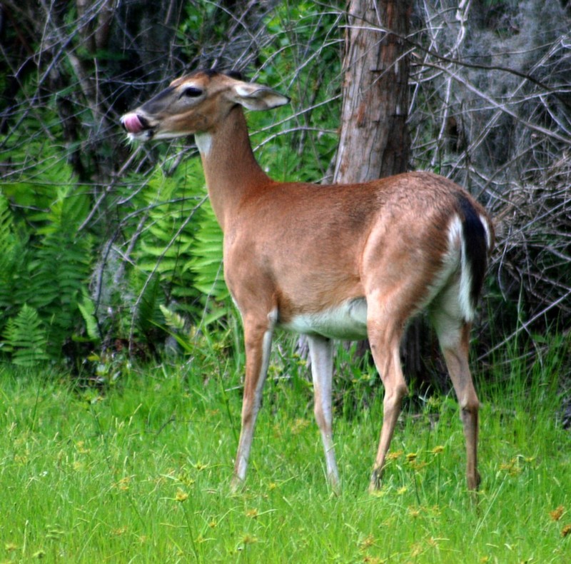 whitetailed doe