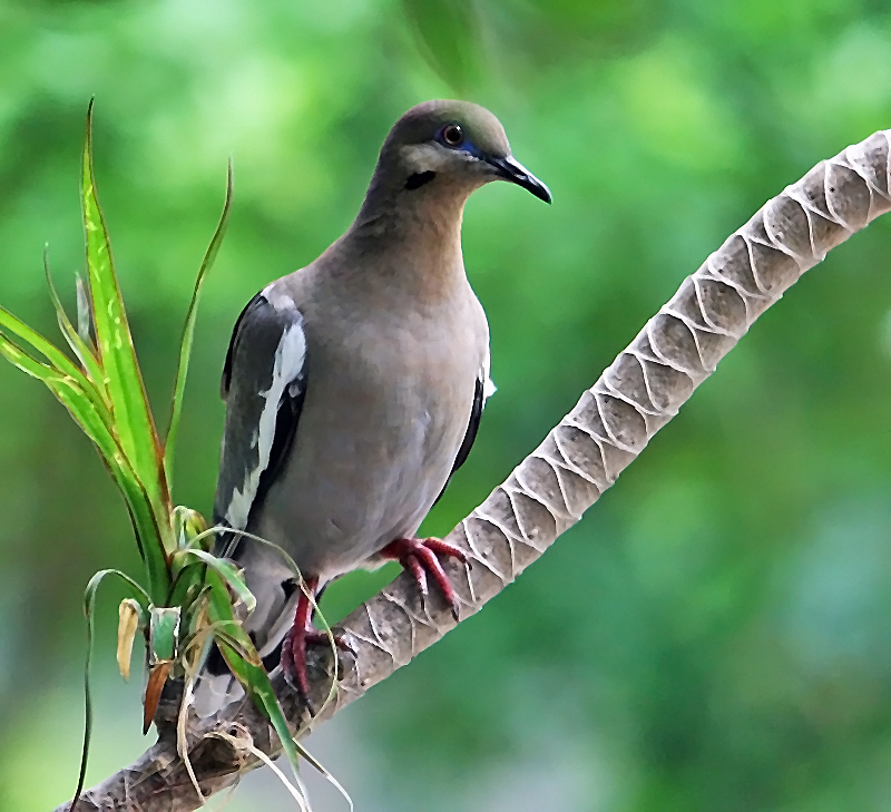 White Wing Dove