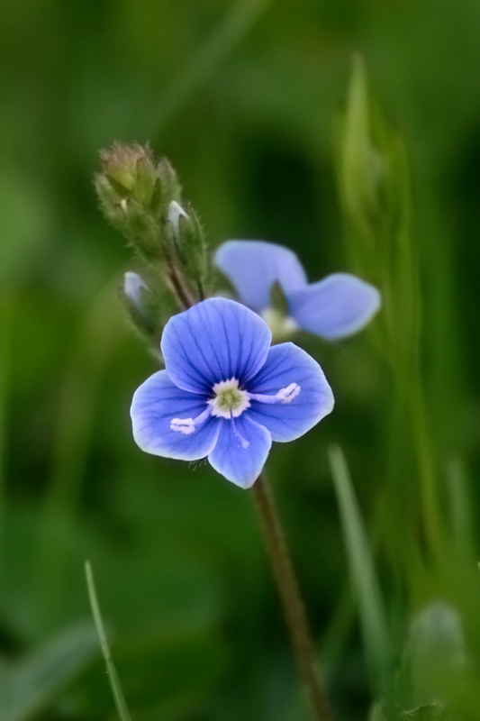 Veronica chamaedrys