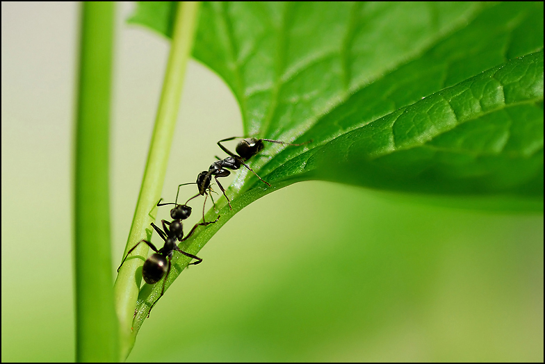 Battle of the Leaf