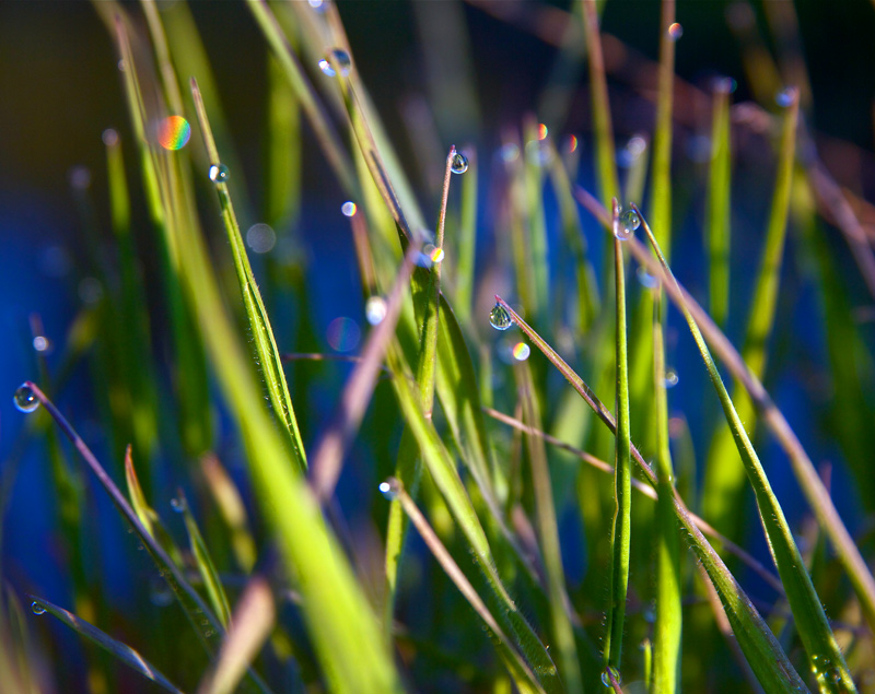 Dew Morning