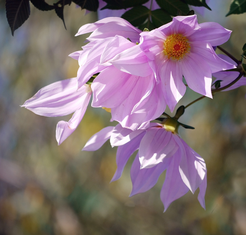 Tree  Dahlias