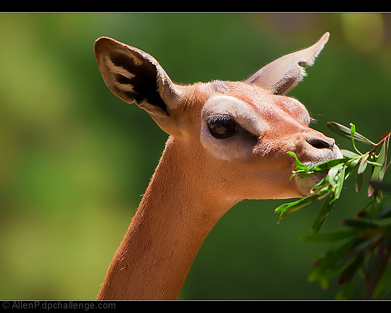 Female Antelope