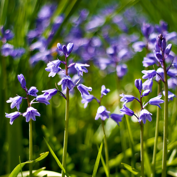 Bluebells