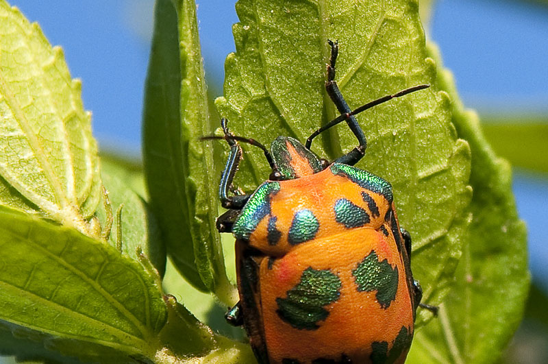 Green 'n Blue