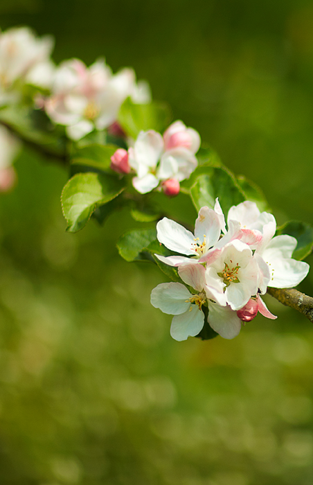 Spring Bokeh