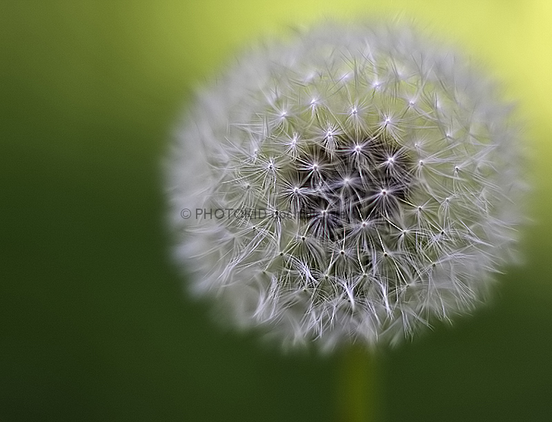 Dandelion