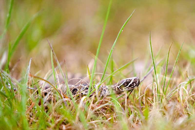 Baby Rattler