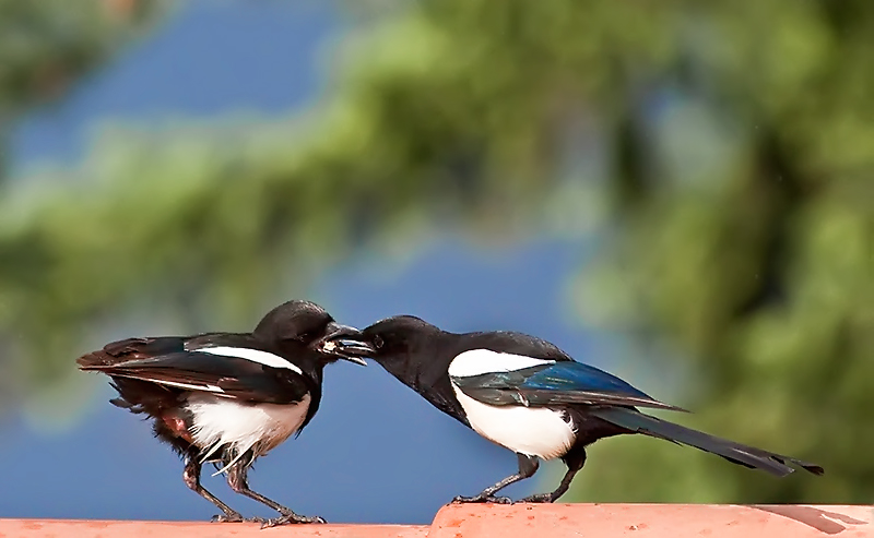 Feeding