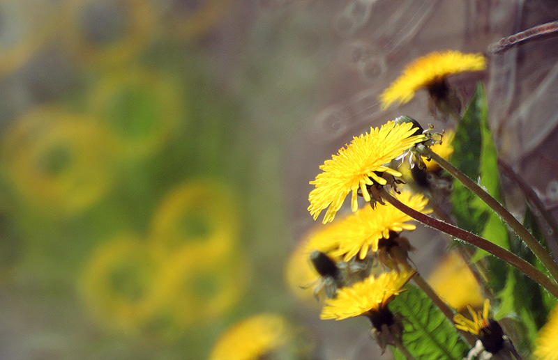 Doughnuts and Dandelions.