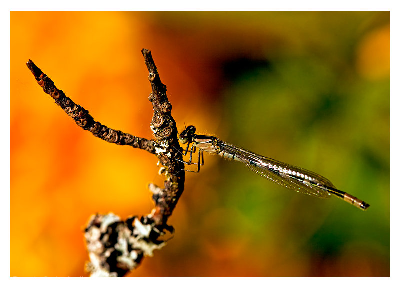 Damsel Aglow