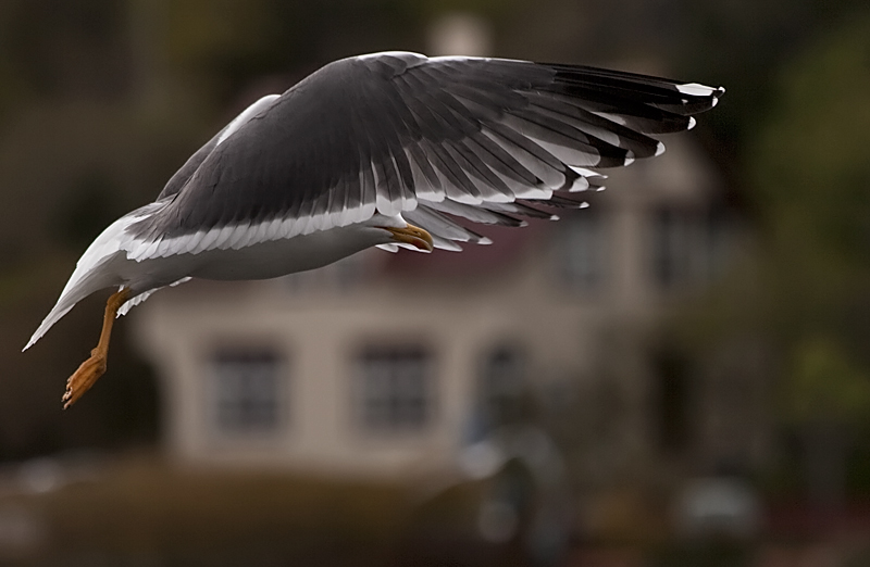 Moment in flight