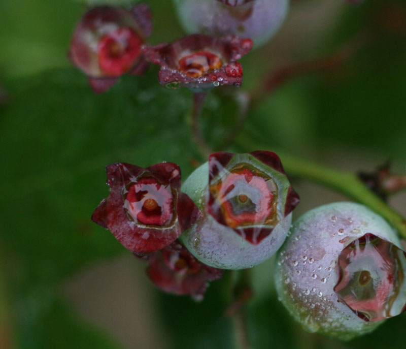 Blueberries