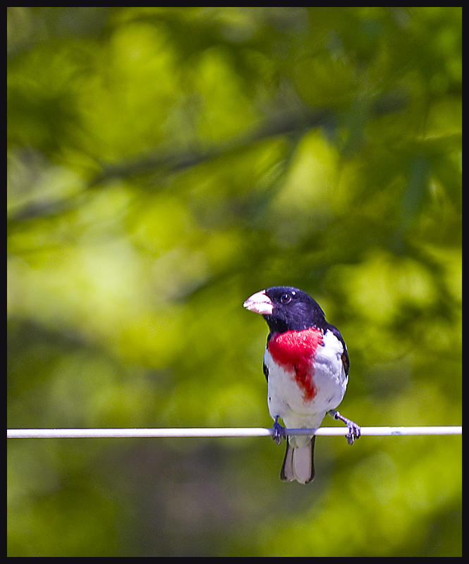 My banded visitor