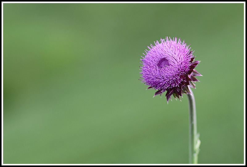 Musk Thistle 