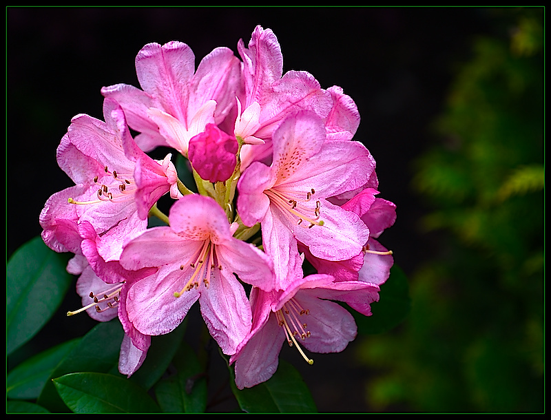 Rhododendrons