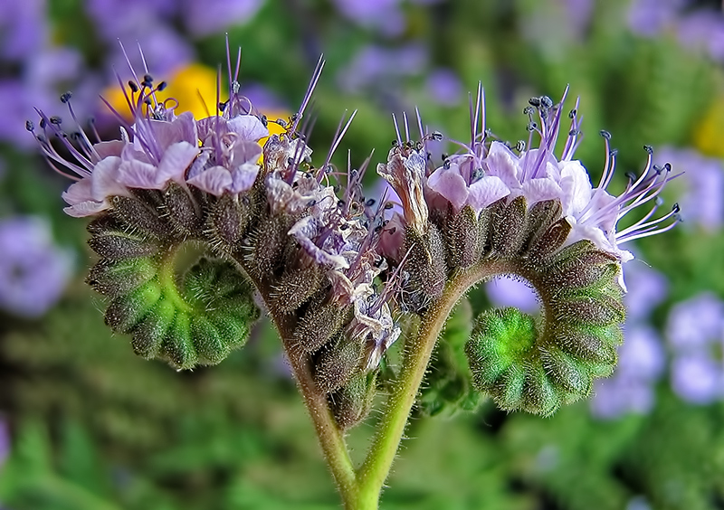 Fibonacci's Flower