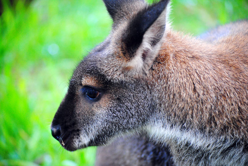 Wallaby Walkabout