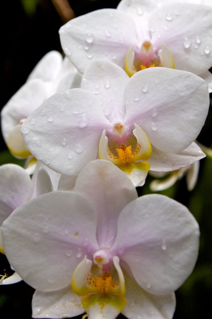 Orchids