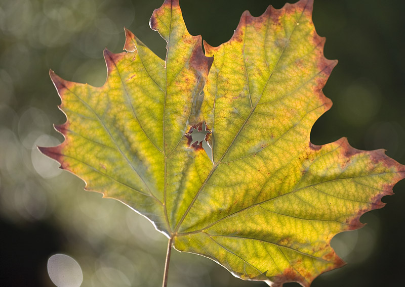 Autumn