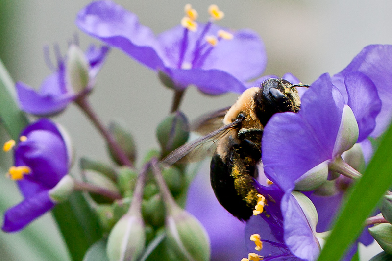 Bee-a pollinator