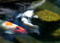 Koi
