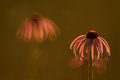Cone Flowers