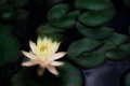 Water Lily