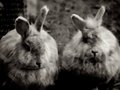 Fenced Rabbits