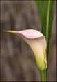 The Calla Leaf