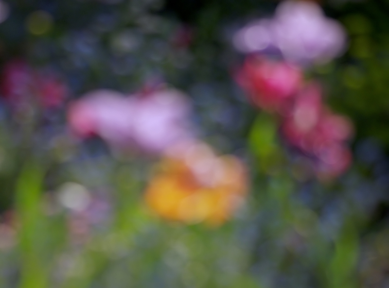 Claude Monet's Flower Garden