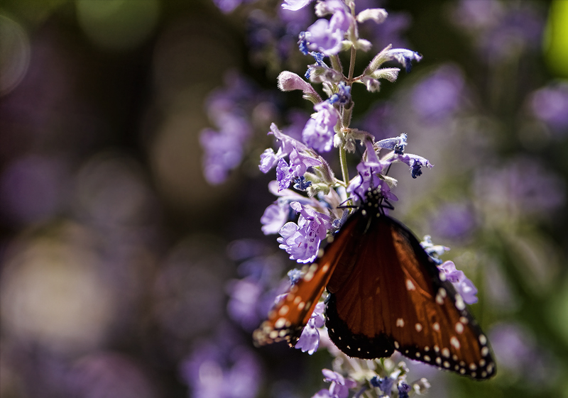 Among the Blooms
