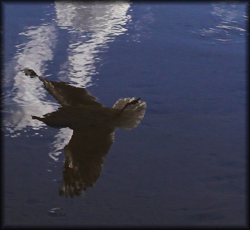 Gull in Reflection