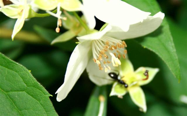 Flower and Ant