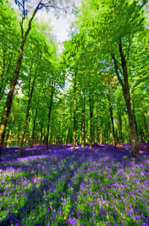 Bluebell wood