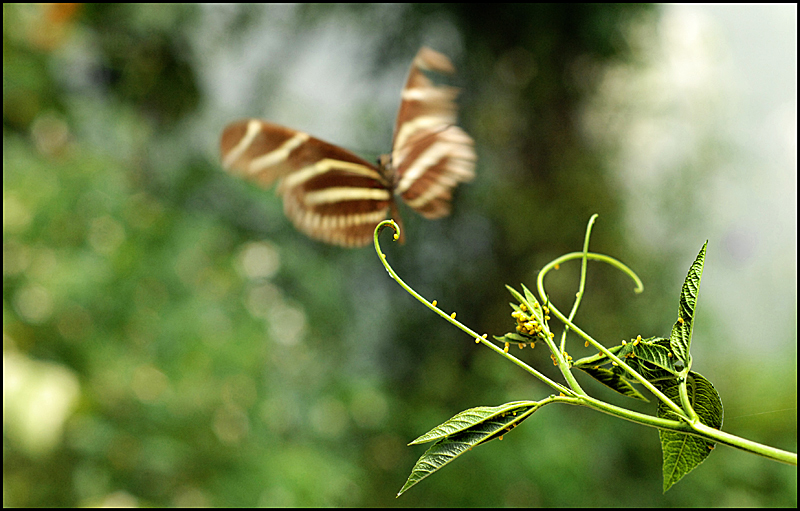 Butterfly wings