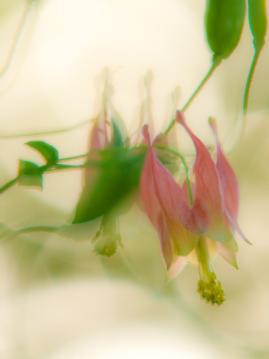 Columbine Blur 