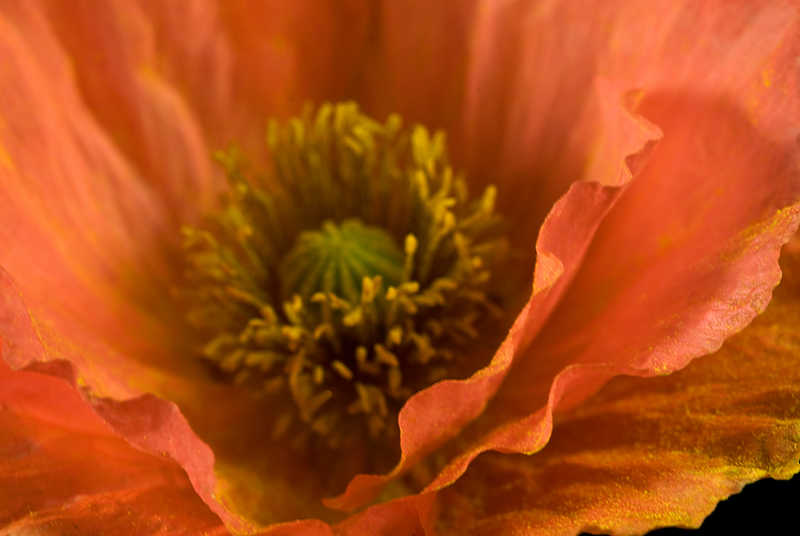 Poppy