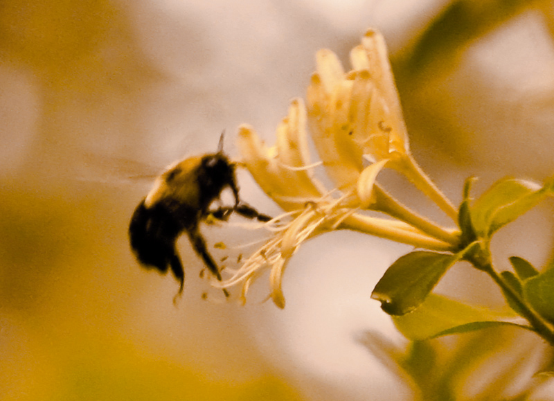 honeysuckle
