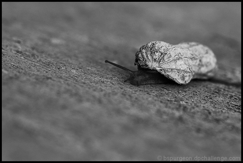 Nutty Snail (Helix arachis)