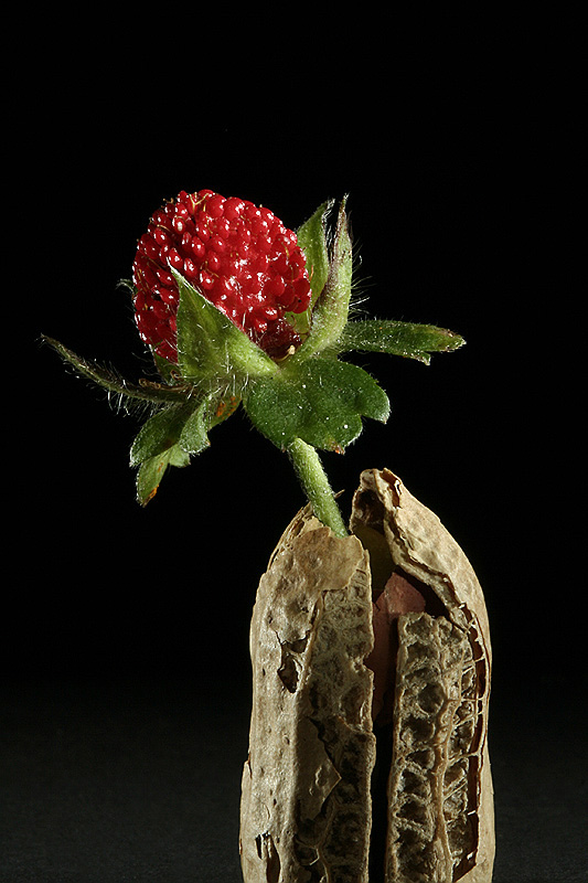A Peanut Planter