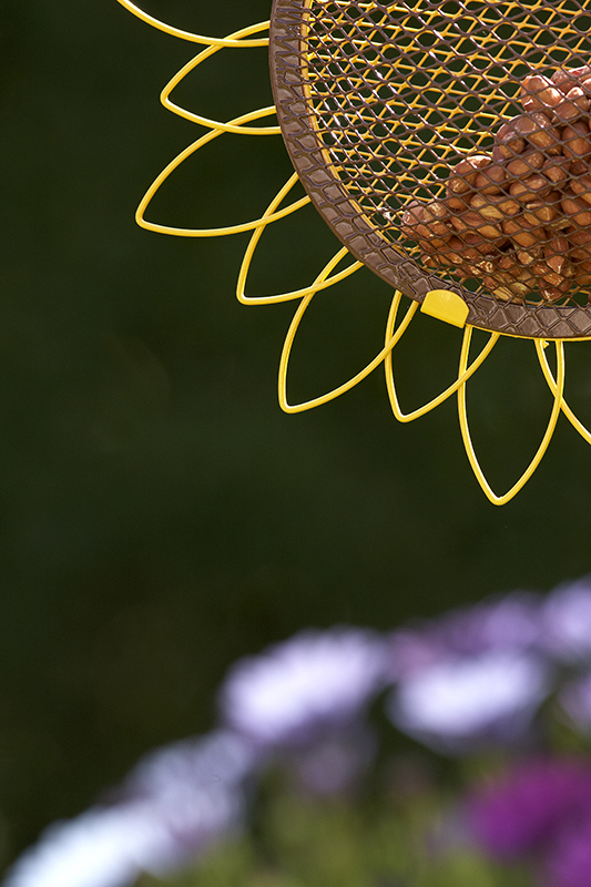 Peanuts at the heart to this sunflower...