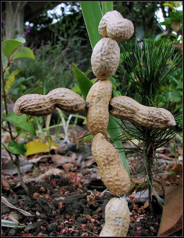 Totem of the Woodland Legume Tribe