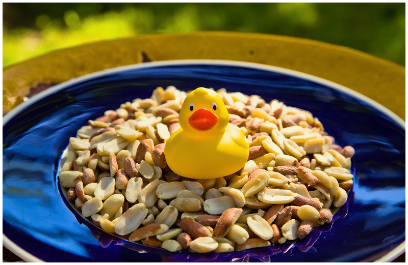 Exhausted from a long day of foraging, duckie guards her hoard of golden peanuts.