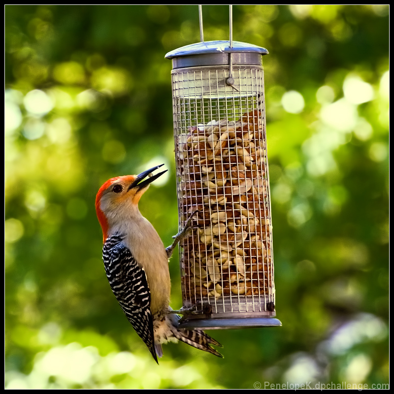 Bellying up to the Peanut Bar