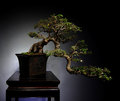 The Living Art of Bonsai