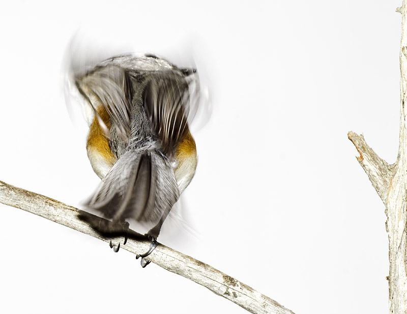 Shake your tail feathers (Tuft Titmouse)