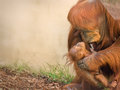 Mothers Love